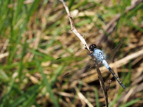 Nesciothemis farinosa